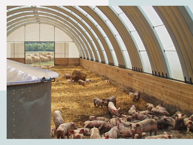 Строительство свинарников в Шадринске